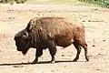 Bison