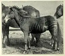 A zorse in an 1899 photograph, "Romulus: one year old", from J. C. Ewart's "The Penycuik Experiments"
