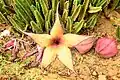 Giant star flower