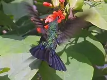 Zumbador verde(Anthracothorax viridis)