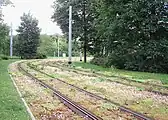 Sedum used as ground cover in Zwickau, Germany