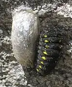 Caterpillar and pupa