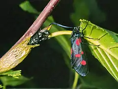 Cocoon, empty chrysalis (exuvia) and imago