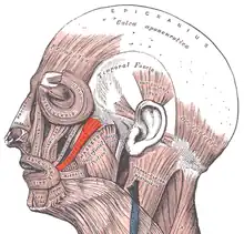 Muscles of the head, face, and neck. Zygomaticus major shown in red.