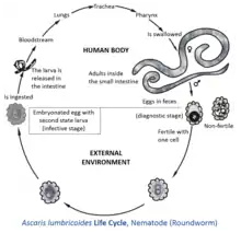 Life cycle inside and outside of the human body of one fairly well described helminth: Ascaris lumbricoides