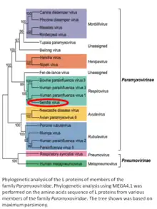 Phylogenetic tree of paramyxoviruses with Sendai virus