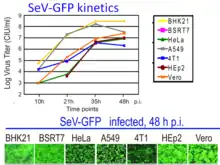 The top panel shows one-step kinetics of viral replication in seven cell lines. Cells were infected with SeV-GFP at MOI of 3 CIU/cell (1 h absorption), washed 3 times with PBS, and kept in SFM. The media containing newly generated virions was collected at the indicated time points and viral titrations were performed on Vero cells. The bottom panel shows photographs of seven cell lines infected with SeV-GFP at MOI 3 CIU/cell 48 hours post infection. Fluorescence microscopy images were captured at 10× magnification.