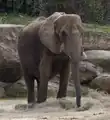 Elephant