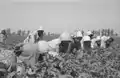 A group of Egyptian fellahs picking cotton by hand