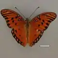 Pinned D. vanillae from Central GA (scale bar: 1 cm)