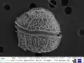 Unknown dinoflagellate under SEM (Dinophyceae)