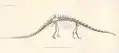 John Bell Hatcher's 1901 lithograph of Dippy, from the first issue of Memoirs of the Carnegie Museum of Natural History