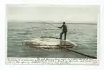 Fishing Cone (1898)