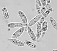 Rosette-like cell clusters formed by Meredithblackwellia eburnea