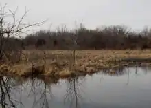 Trees sit in a wetland