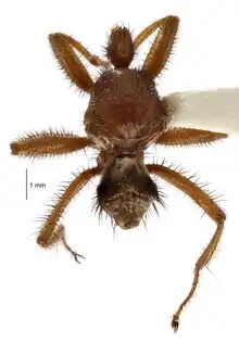 Mystacinobia zelandica dorsal view