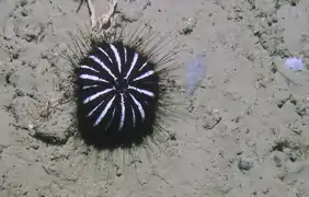 Araeosoma thetidis (New Zealand, 188 m depth)