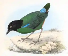 P. s. forsteni (Bonaparte, 1850), native to the Minahassa Peninsula