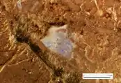 Orthoclase cryptoperthite crystal with blue labradorescence