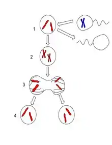 There are four stages in the reproduction of the Amazon molly. In the first step, there is a diploid cell that is activated by a sperm cell but does not incorporate the genetic makeup of the sperm. The second step shows the copying of the two single chromosomes to make two doubled chromosomes. In the third step, the two chromosomes are being pulled apart to opposite sides of the cell. In the fourth and final step, there are two daughter cells, each with two single chromosomes, an exact replica of the mother cell.