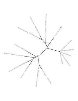 An evolutionary tree between various species that have homologs of Fam188a.