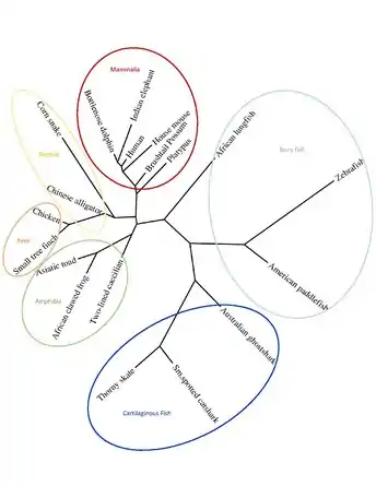 Phylogenetic tree of the C13orf42 protein