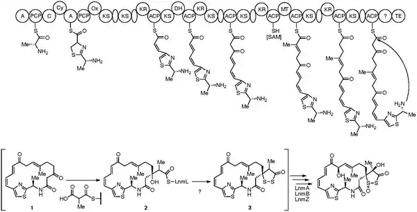 BioSynth chemdraw leinamycin