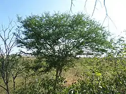 Árbol de cascol (Caesalpinia glabrata)