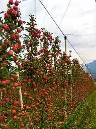 Cultivo de manzanas 'Red Delicious'.