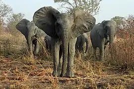 Elefantes.