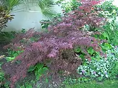 Acer de Japón.