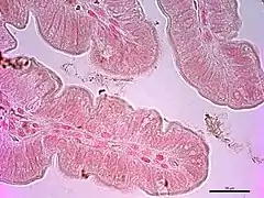 Microvellosidades intestinales del íleon.