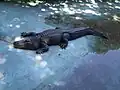 "Muja" el aligator más viejo del mundo.