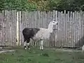 La llama