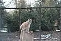 El lince boreal, europeo, eurasiático o común