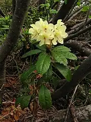 Rododendro dorado