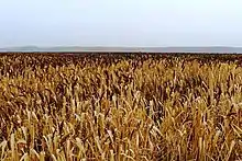 Plantación de centeno en Bielorrusia