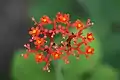 Jatropha podagrica en Tailandia