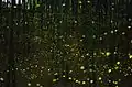 Luces en la noche producidas por luciérnagas