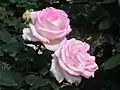 Rosa 'Princesse de Monaco' Meilland en el Parque de Ocio Kitaharima - Yokamura (Japón).