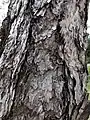 Corteza de Pinus thunbergii