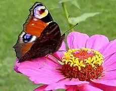 Aglais io en Zinnia