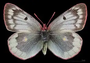 Colias phicomone ♀