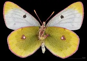 Colias phicomone ♀  △