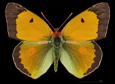 Colias croceus croceus ♂