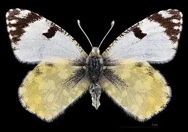 Euchloe crameri  ♀