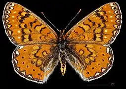 Euphydryas desfontainii beatica ♀