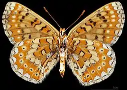 Euphydryas desfontainii beatica ♀ △