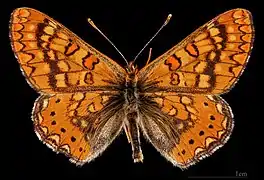 Euphydryas desfontainii beatica ♂