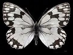 Melanargia lachesis  ♂